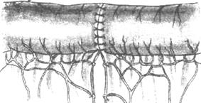 Шов нерва топографическая анатомия презентация
