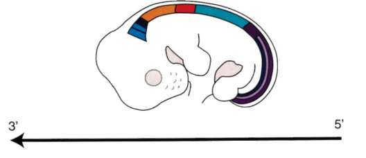 Рука держит мышь. Серая мышь с длинным хвостом. Трансдуцирующий фаг. Длина хвоста мышей контролируется геном который. Днк животных.