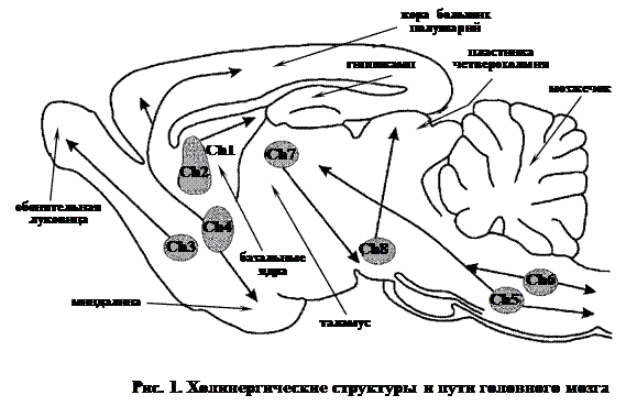 холинергические нейроны