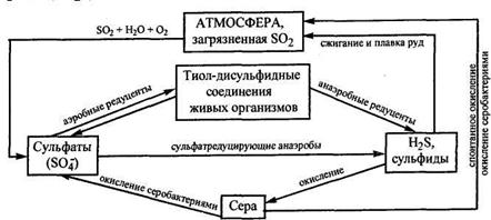 Схема круговорота серы в природе. Круговорот серы в природе схема. Схема круговорот серы в природе биология 8 класс. Схема круговорота серы в природе. Сера круговорот в природе.