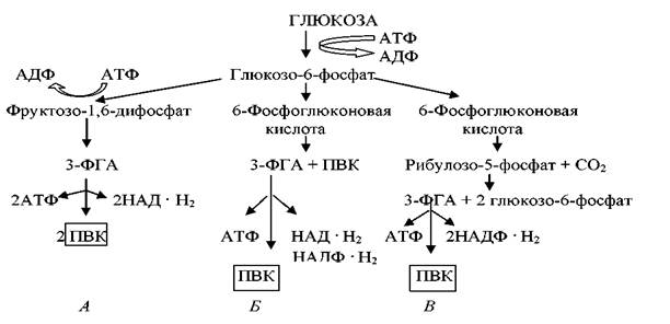 Путь энтнера дудорова биохимия. Окисление д глюкозы. Последовательность окисления глюкозы у бактерий. Последовательность окисления глюкозы у бактерий. Качественные реакции на моносахариды.