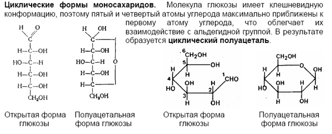 Циклическая молекула глюкозы. Циклическая форма Глюкозы и фруктозы. Циклические формулы моносахаридов. Строение моносахаридов линейные и циклические структуры. Моносахариды Глюкоза формула.