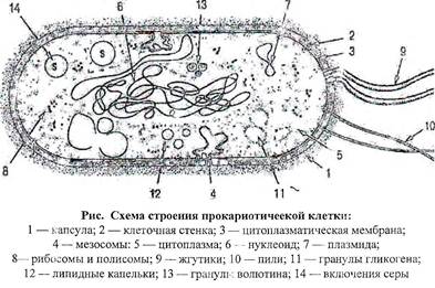 Прокариот схема. Строение прокариотической бактериальной клетки. Схема строения прокариотической клетки. Строение прокариотической клетки рисунок. Прокариотическая бактериальная клетка строение.