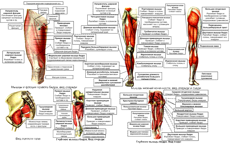 Мышцы нижних конечностей стопы
