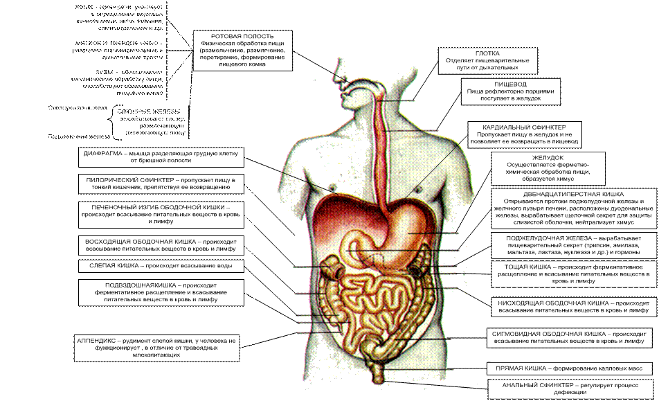 Функции отделов пищеварительного тракта человека. Функции органов пищеварения схема. Органы пищеварения строение и функции анатомия. Строение пищеварительной системы таблица. Структура пищеварительной системы таблица.