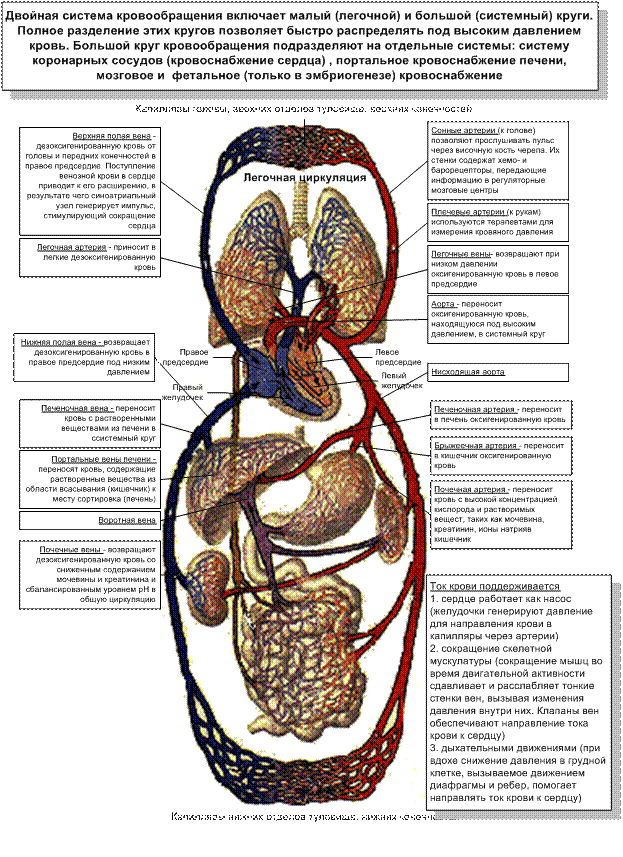 Схема большого круга кровообращения у человека анатомия. Схема малого круга кровообращения анатомия. Сосуды малого круга кровообращения анатомия человека. Малый и большой круг кровообращения человека схема анатомия. Круг кровообращения голова