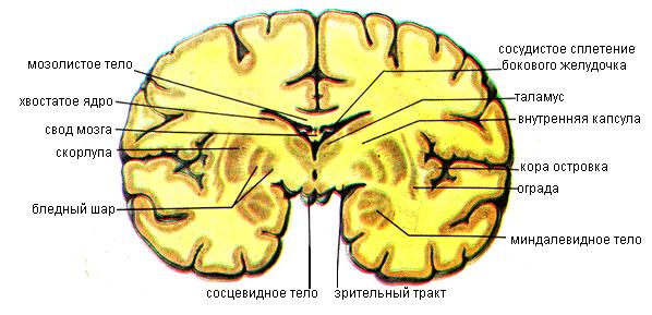 Базальные (подкорковые) ядра и белое вещество конечного мозга