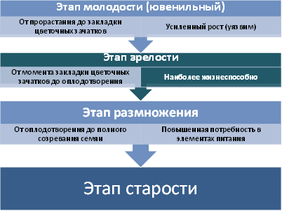 ранняя зрелость в психологии. детство отрочество юность возрастные периоды.