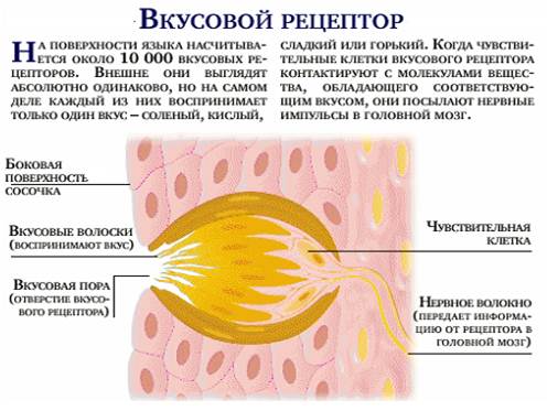 рецепторы языка человека. виды вкусовых рецепторов. вкусовые рецепторы. вкусовые рецепторы на яйцах. вкусовые рецепторы на яйцах.