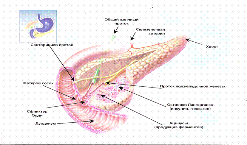 Каково внутреннее строение поджелудочной железы. Анатомические структуры поджелудочной железы. Строение поджелудочной железы. Анатомия поджелудочной железы схема. Структура строение поджелудочной железы.