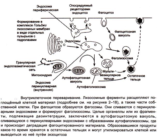 В лизосомах происходят реакции. Остаточное тельце лизосомы. Остаточные тельца лизосом. Схема фагоцитоза лизосом.