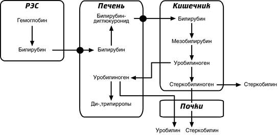 Катаболизм гемоглобина схема распада гема понятия прямой и непрямой билирубин
