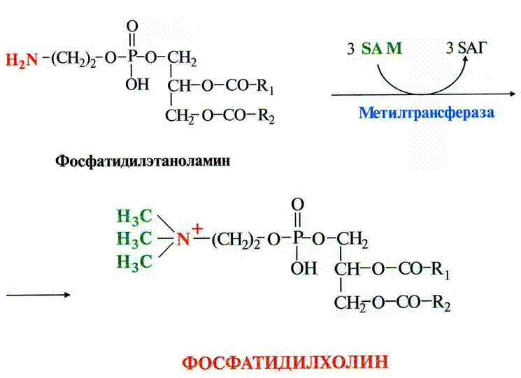 Фосфатидилхолин это. Реакция образования фосфатидилэтаноламина. Карнитин биохимия Синтез. Синтез фосфатидилхолина биохимия. Образование фосфатидилхолина из метионина.