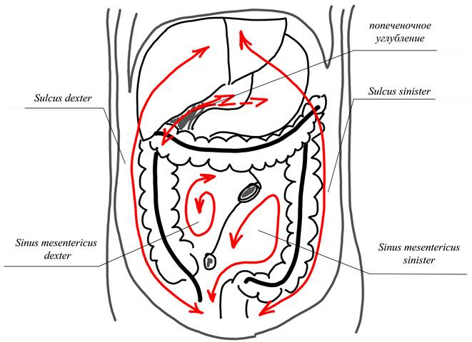 Брюшная полость и полость брюшины. Карманы брюшины. Синусы каналы и карманы брюшной полости. Средний этаж брюшины каналы и синусы. Боковые каналы брюшной полости топографическая анатомия.