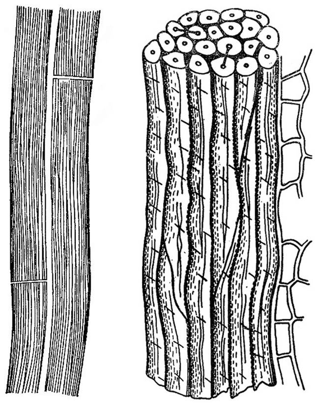 Проводящая ткань камбий сосуды устьица древесинные волокна. Ситовидные трубки Ксилема растений. Флоэма трахеиды. Трахеиды ксилемы. Трахеиды строение.