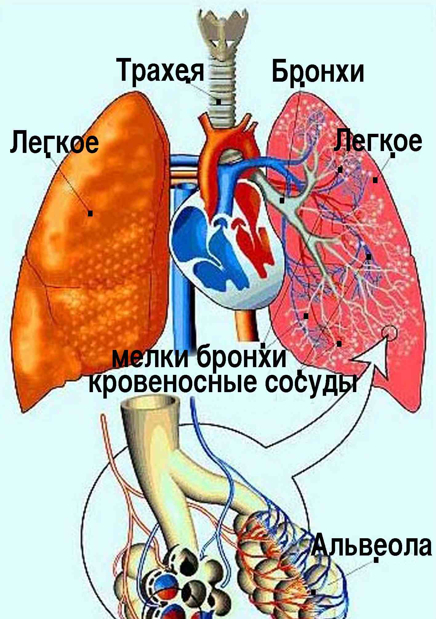 Дыхательная система альвеолы