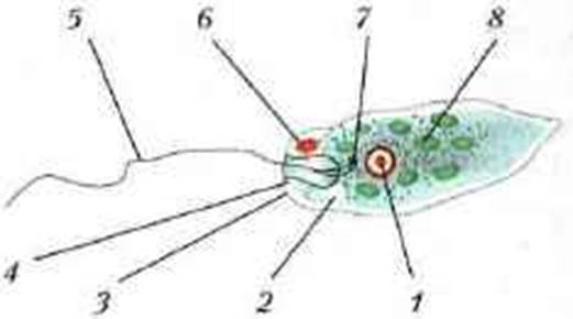 Как называется структура организма эвглены зеленой изображенная на рисунке под цифрой 2
