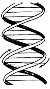 Доказательства генетической роли ДНК