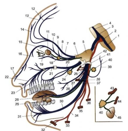Где находится тройничный нерв у человека фото