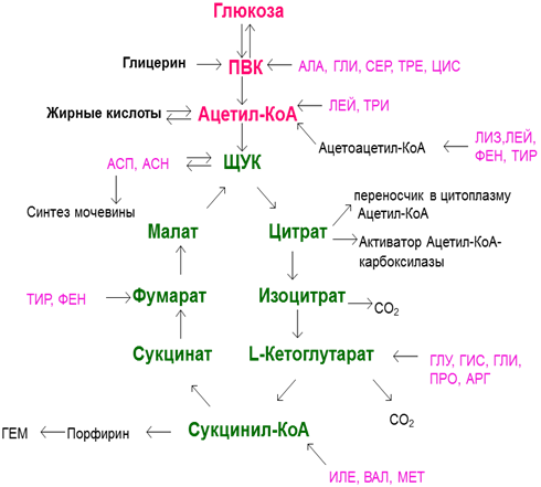 Общая схема глюконеогенеза из аминокислот глицерина и молочной кислоты