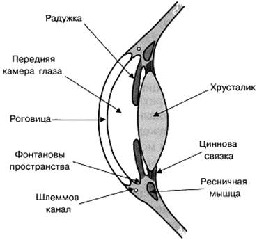 Презентация м холиномиметики