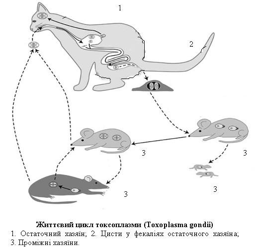 Жизненный цикл токсоплазмы схема