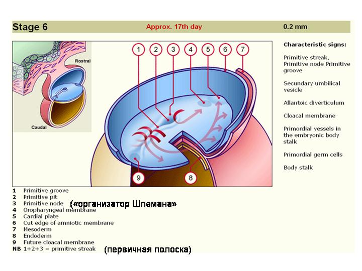 Клетка зародыш