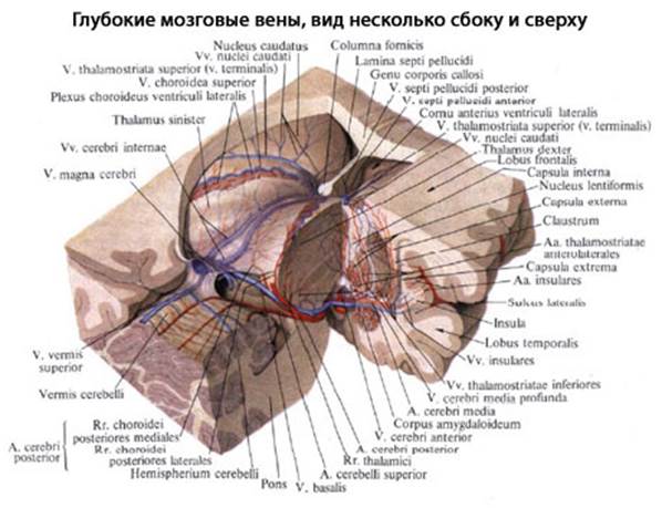 Вены головного мозга схема