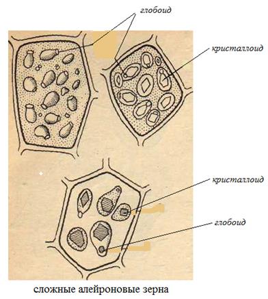В клетках семян растений