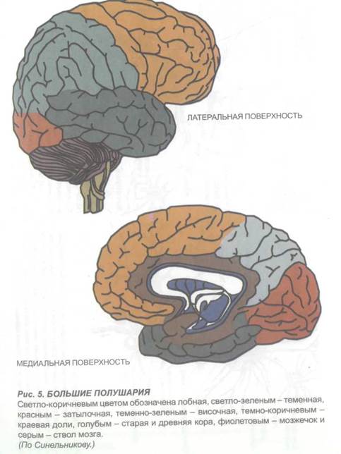 Схема коры больших полушарий