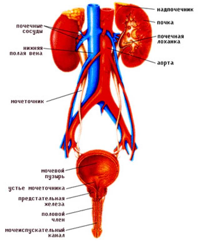 Мочевые органы мужчины. Мочевыделительная система человека строение анатомия. Выделительная система человека строение почки. Выделительная система человека мочевой пузырь. Мочевая система анатомия схема.