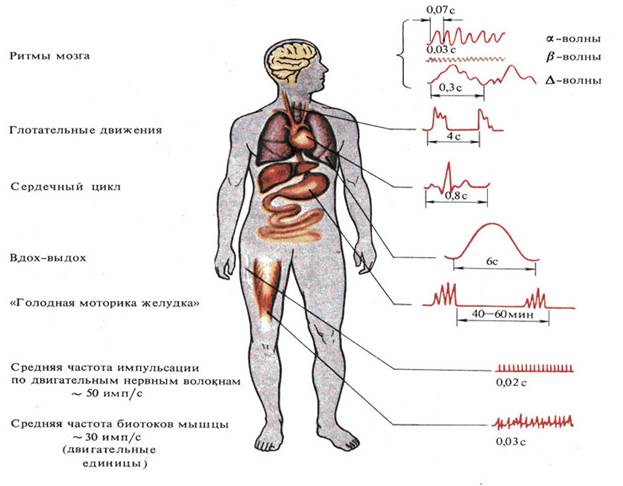 Внутренние процессы организма. Ритмы организма человека. Ритмы жизнедеятельности человека. Основные ритмы жизнедеятельности человека. Ритмические процессы в организме.