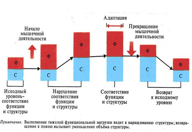 Адаптация мышечной системы к физическим нагрузкам презентация