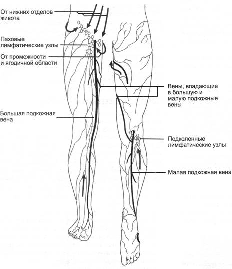 Лимфоузлы на ногах расположение у женщин схема фото и описание