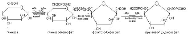 Активация глюкозы с затратой атф. Реакция окисления 3-фосфоглицеринового альдегида в ходе гликолиза. Окисление 3-фосфоглицеринового альдегида в ходе гликолиза. Окисление 3 фосфоглицеринового альдегида. Фруктозо 1 6 дифосфат 3 фосфоглицериновый альдегид.