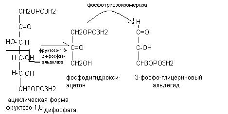 Активация глюкозы с затратой атф. 3-Фосфоглицеринового альдегида. Окисление фосфоглицеринового альдегида. Фруктозо-1.6-дифосфат 3-фосфоглицериновый альдегид фосфодиоксиацетон. Окисление 3 фосфоглицеринового альдегида в гликолизе.