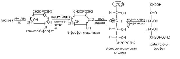 Реакция образования окисления глюкозы. Пентозофосфатный путь Глюкозы. Пентозофосфатный цикл распада глюкозо-6-фосфата. Реакция окисления Глюкозы до глюкозо-6-фосфата. Пентозофосфатный путь окисления Глюкозы.