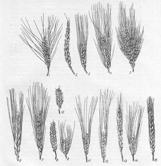 рожь и пшеница. процесс отделения зерен от колосьев. молотить зерно. колосок пшеницы. процесс отделения зерен от колосьев.