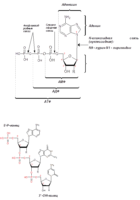 Полинуклеотидная рнк. Строение полинуклеотидной цепи РНК. Структура полинуклеотидной цепи РНК. Связи в полинуклеотидной цепи. Строение нуклеиновых кислот Тип связи между мононуклеотидами.