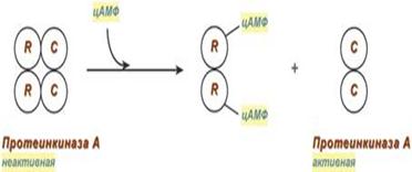 Белково белковые взаимодействия. Белок белковое взаимодействие схема. Белок-белковые взаимодействия ферментов. Активация путем белок белковых взаимодействий. Регуляция с помощью белок-белковых взаимодействий.