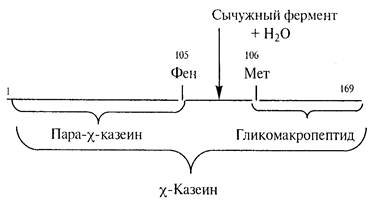 кислотно сычужная коагуляция простыми словами что такое. Смотреть фото кислотно сычужная коагуляция простыми словами что такое. Смотреть картинку кислотно сычужная коагуляция простыми словами что такое. Картинка про кислотно сычужная коагуляция простыми словами что такое. Фото кислотно сычужная коагуляция простыми словами что такое