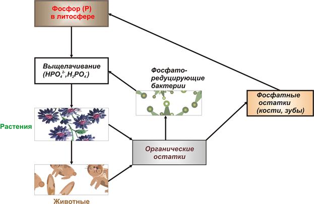 Составьте схему круговорота фосфора и разными стрелками покажите перемещение фосфорсодержащих