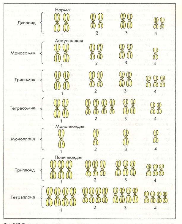 Изменение количества хромосом мутация. Геномные мутации схема. Диплоид моносомик трисомик триплоид тетраплоид. Хромосома схема. Геномные мутации полиплоидия и гетероплоидия.