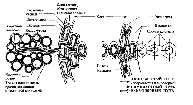 Транспорт в корне. Горизонтальный транспорт воды. Горизонтальный транспорт веществ. Горизонтальный транспорт воды в корень. Вертикальный транспорт воды.