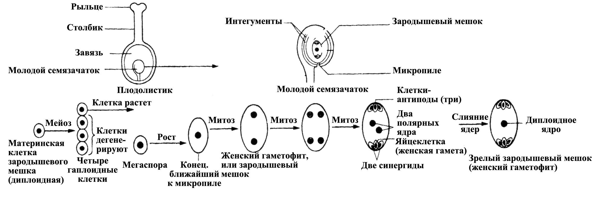 Схема формирования семязачатка зародышевого мешка
