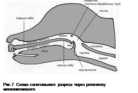 Небные дужки рисунок