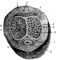 Половый орган мужчины. Пещеристое тело анатомия. Белочная оболочка губчатого тела. Кавернозные тела полового члена анатомия. Пещеристое тело гистология.