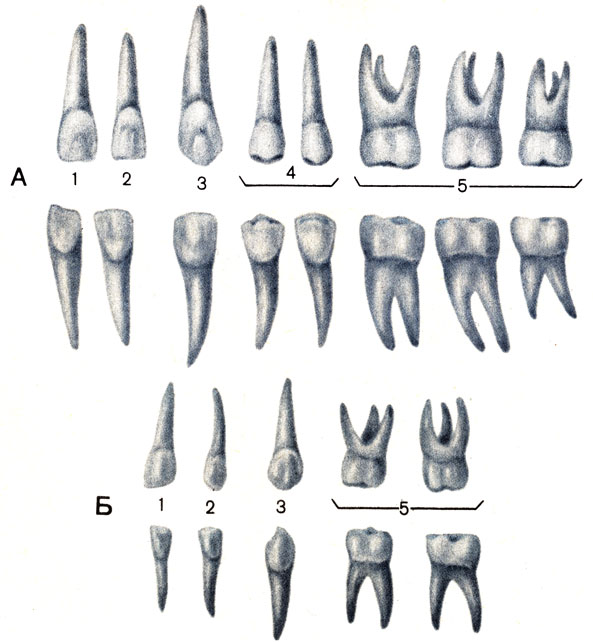 Молочные зубы меньше коренных. Зубы верхней челюсти анатомия. Молочный зуб Нижний резец.