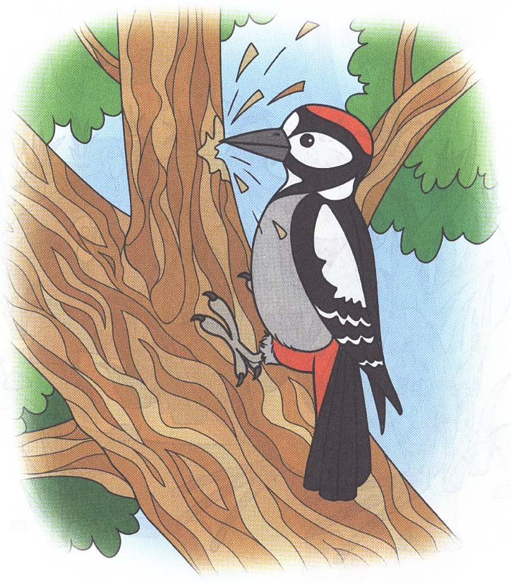 Дятел мультяшный картинки