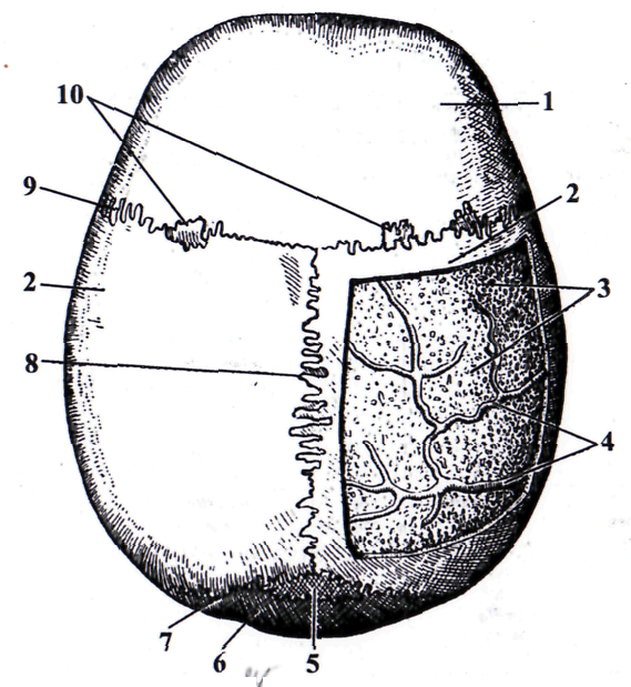Швы черепа анатомия картинки